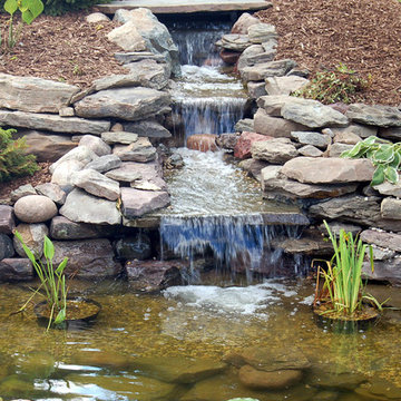 Koi Pond