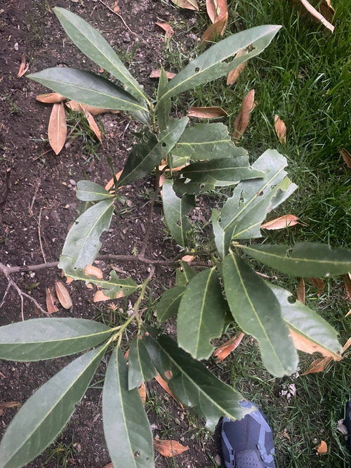 Severe browning of Skip Laurels leaves