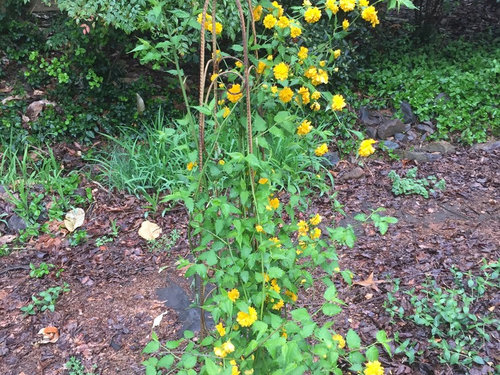 Help Identifying Vine W Yellow Flowers