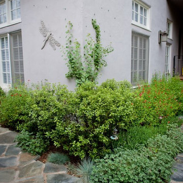 Golden Currant Softens Corner