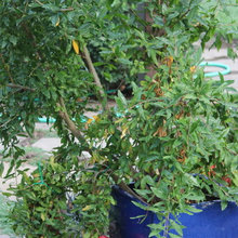 fruits