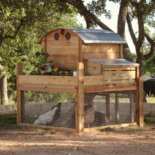 chickens in garden