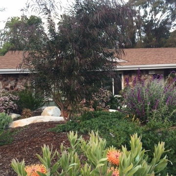 Drought tolerant Australian and CA native garden