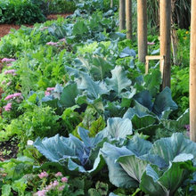 Veggie Garden
