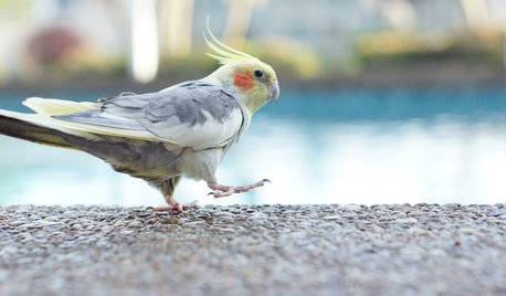 Pet’s Place: Outdoor Living Suits These Cockatiels