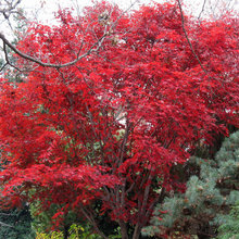 Trees