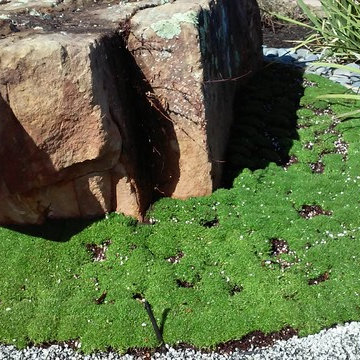 Zen Garden