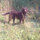 nancy_forsyth