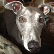 Suzanne Vigenser's photo