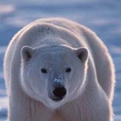 Laurent Duffau's photo