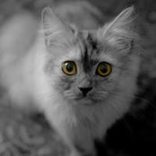 Mynah Clerc's photo
