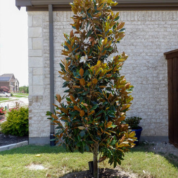 Flowering Trees & Shrubs