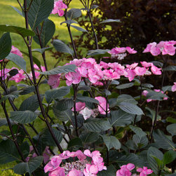 Abracadabra&reg; Star Bigleaf Hydrangea - Plants