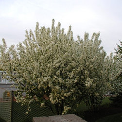 Misc. Trees - Products