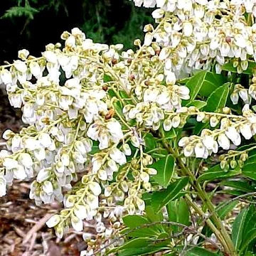 Pieris 'Prelude'