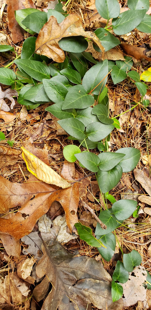 Vine in woods in mountains of North Carolina
