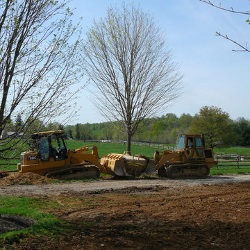 Tree Transplanting