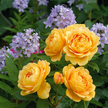 Roses