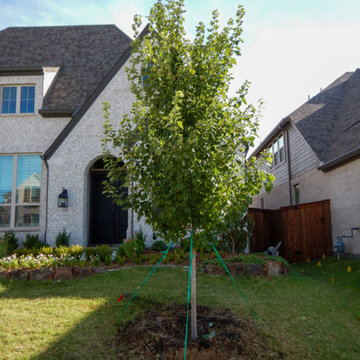 Brandywine Maple