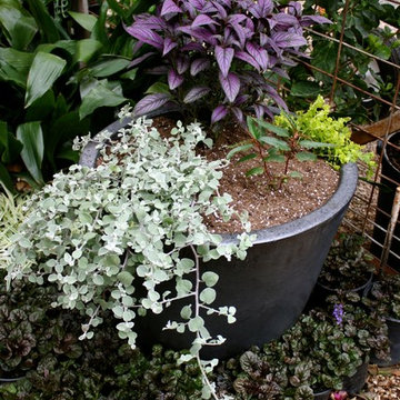 Container Plants