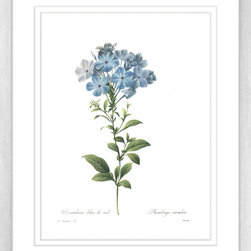 Botanicals - Framed Art Prints (BOT01) - Artwork