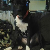 Todd Costello's photo