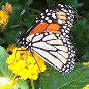 Kay Wyman's photo