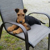 Les Chaffee's photo