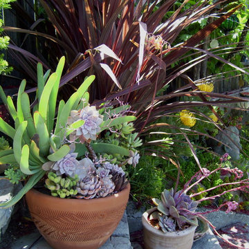 California drought-tolerant garden