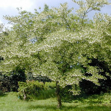 Bepflanzung