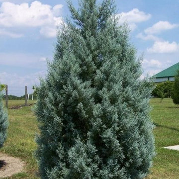 Carolina Sapphire Cedar