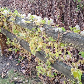 Clematis virginiana