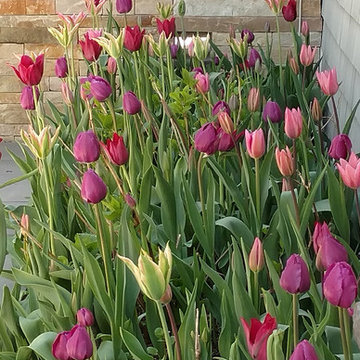 Cottage Garden - Southport, CT