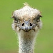 Aleem Mohamed's photo