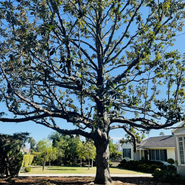 Tree Pruning