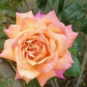 Archana Ketkar's photo