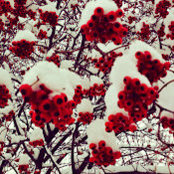 Sora Ahn's photo
