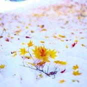 Mạnh Linh's photo