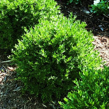 plants landscapting