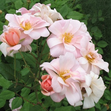 North Texas Garden Info & Tips