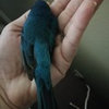 What kind of blue bird???