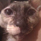 Foto de cornishcat