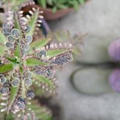 Prisilla Cope's photo
