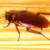 My Home Pest Control Melbourne's photo
