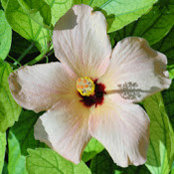 Lea Griffiths's photo