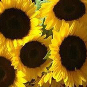 Foto de sunflower3531