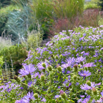 Fall view: 'October Skies' aster