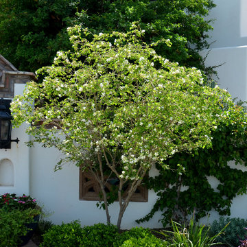 Southwestern Plants