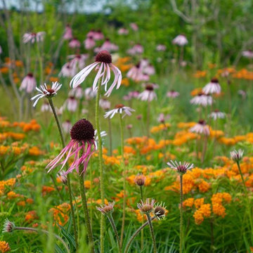 Marginal Way Garden