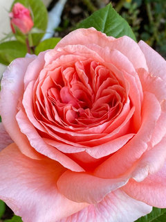 Rosemantic Red® rose - Palatine Fruit & Roses